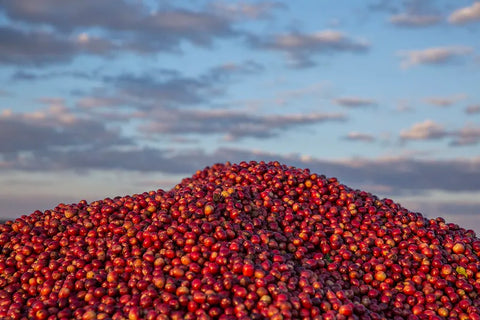 April Roasters Choice - Kateshi