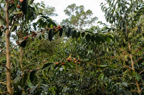 November Roasters Choice - Memoirs of a (Colombian) Geisha