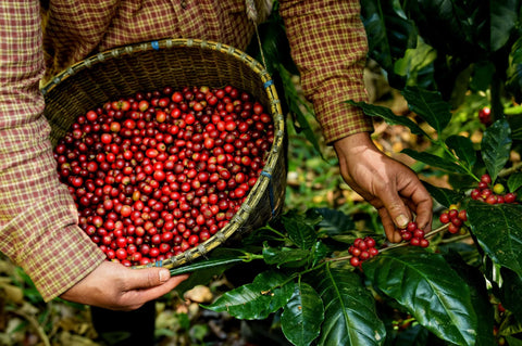 April Roasters Choice - Pure Washed Colombian Gold