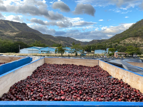 February Roastery Choice - Nicaragua Naturally Neighbours