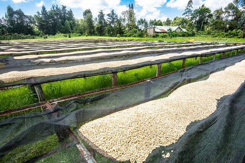 September Roasters Choice - Donut Jam Returns!!