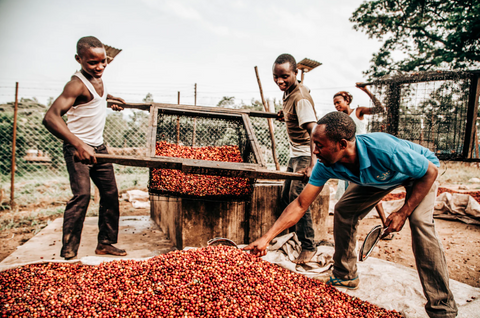 July Roasters Choice - Take a gander at this Uganda!