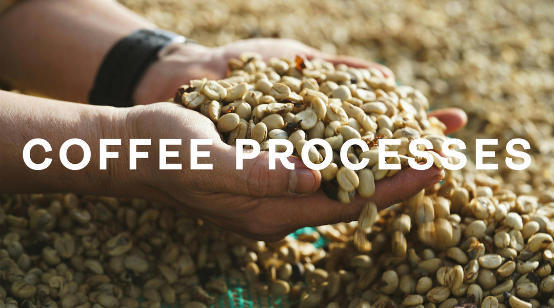 Understanding Coffee Processing: Natural vs. Washed vs. Honey Process ...