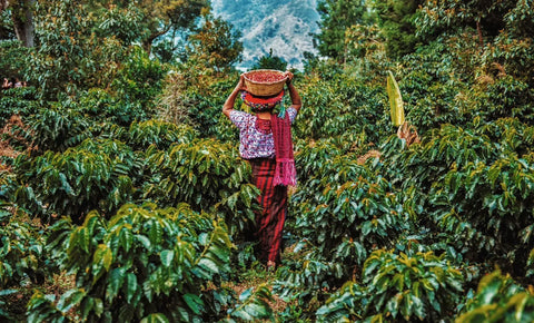 July Roasters Choice - Liquid Amber