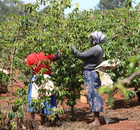 January Roasters Choice - Kamoini Peaberry