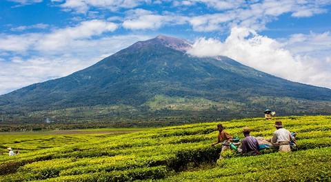 June Roasters Choice - An eruption of flavour from Mt. Kerinci