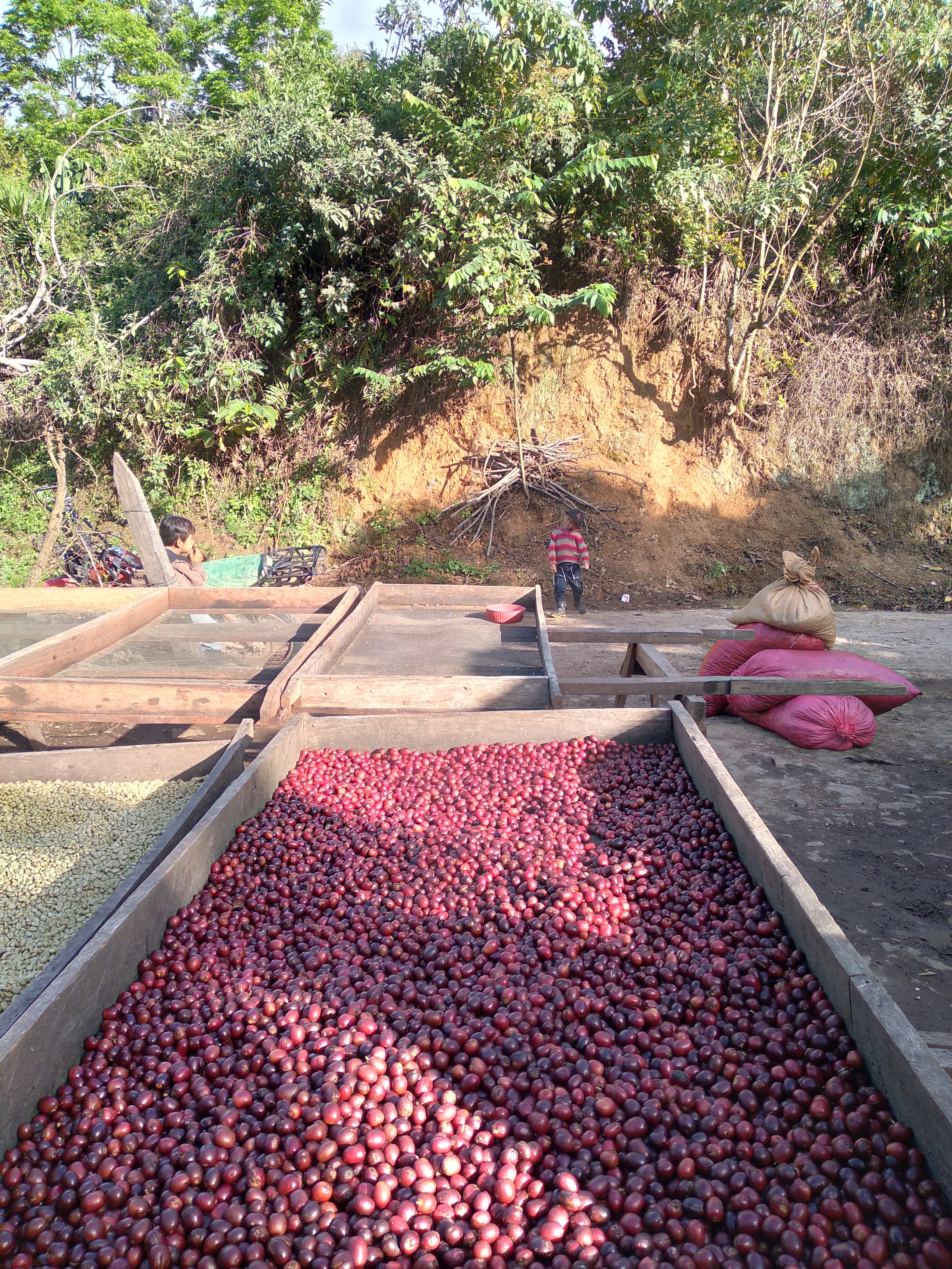 Nicaragua Maragogype - Natural - XMAS COFFEE - Chipp Coffee Co